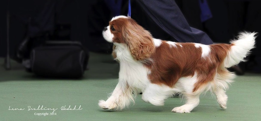 Pascavale cavaliers sales