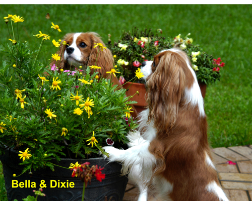 bella-dixie-1a.psd